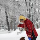 Fall in dog 이미지