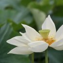 내동마을 내 공터 이미지