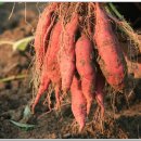 아내의 텃밭 이미지