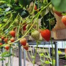 광혜원농장 이미지