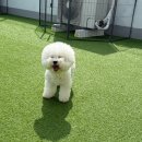 마마스미독펜트하우스 광주애견유치원&애견호텔 본점 이미지