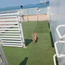 골드스텔라 탑승 반려견과 함께하는 배 여행 완벽 가이드