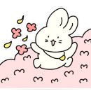 둘리애견 이미지