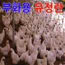 늘푸른유정란농장 이미지