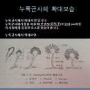 쌀누룩과 황국균 제대로알아보기 이미지