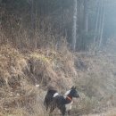 꼴통돼지 이미지