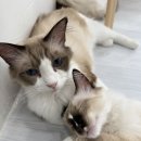 캣플헤븐 이미지