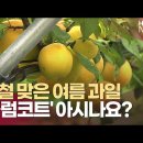 전 세계에서 한국만 있는 과일 이미지