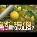 과일의세계