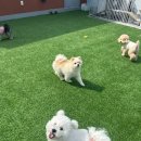 몽샤르망 애견유치원 이미지