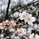 제주 메이즈랜드 방문기 (feat.제주투어패스)