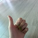 젤라또 팩토리 올리빈 구매후기