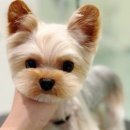 퍼피 베어(PUPPY-BEAR) 이미지