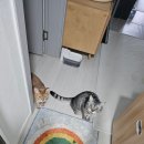 강아지 와요와요 | 고양이 강아지 펫시터 와요 어플 비용 및 알바 이용 후기