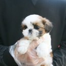 살랑살랑 이미지