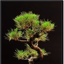 우리분재 이미지