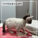 닥터펫 동물의료센터 | 부산 개금 동물병원 닥터펫동물의료센터 고양이 링웜치료