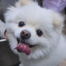애견랜드 - 남구 이천로 32 | 반려견과 보호자가 함께 힐링하는 부산애견카페 왈왈랜드 다녀온 후기