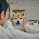 반려동물 이동서비스 이미지