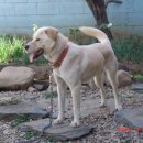 하도조아 이미지