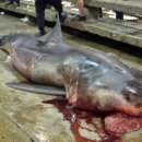 하나개해수욕장 -해변 앞1 이미지