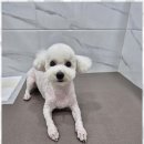 즐거운 애견미용 이미지