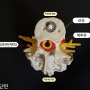 조제호 이미지