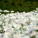 들꽃향기 사랑방 이미지