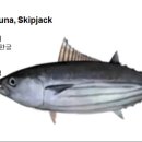 204 가다랑어 Tuna, Skipjack 이미지