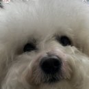 까끄롱 이미지