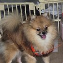 제이제이펫 | 제이제이펫 형광 LED 강아지목줄 사용 후기