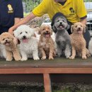 옐레드 하남미사점 이미지