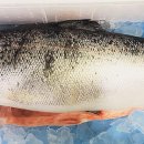 스시랑연어 이미지