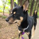 달곰이네 이미지