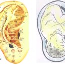 귀건강(이혈테라피) 이미지