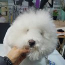 그루밍 캐나다 이미지