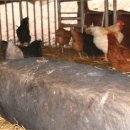 토종돼지농장 이미지