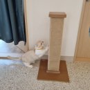 외동LH아파트 | [내돈내산] 시흥 고양이 무마취미용, 캣살롱코코 이용후기