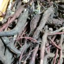 인퓨즈드 이미지