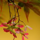 단풍나무꽃과 층층나무꽃 이미지