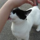 Mignon