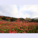 메밀꽃 - 용인시 기흥구 | 메밀꽃