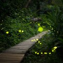 반딧불이 이미지