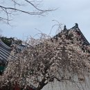 은사한의원 | 밀양보청기 밀양서울보청기 3천년에 한번 피는 꽃, 우담바라