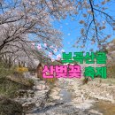 대전근교 금산 보곡산골 산벚꽃 축제현장 꽃비소식