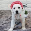 래브라도리트리버분양 알아보세요~ 이미지