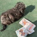 강아지 수제간식 추천 페츠로 국내산 닭안심 오리 육포 급여 후기