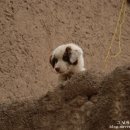 24시 숨 동물병원 이미지