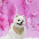 멍이의 품격 이미지