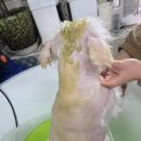 선사애견 이미지